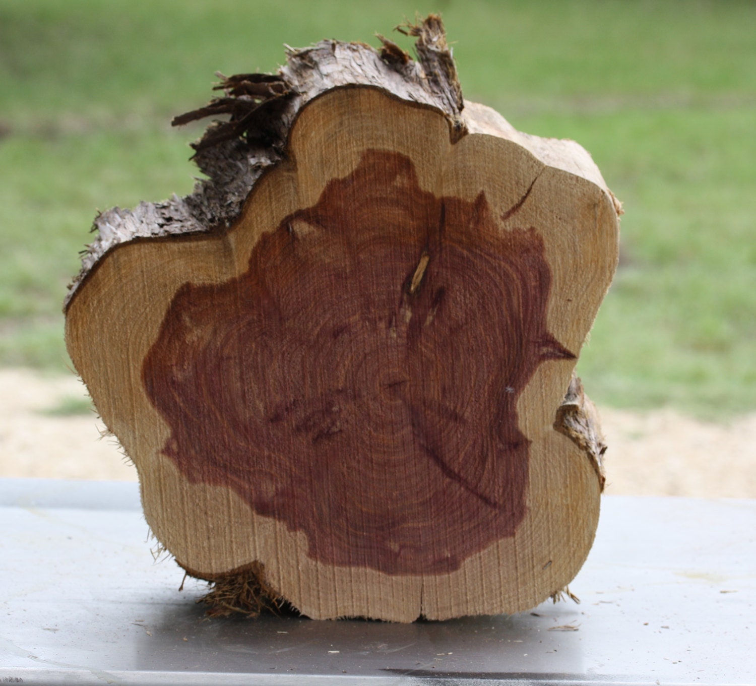 Large Tree Stump Texas cedar tree approx 14 wide x