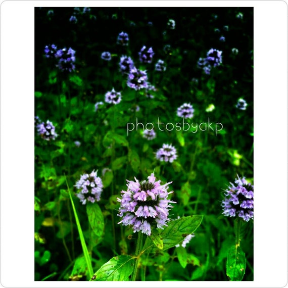 8 x 10 Kentucky Purple Wildflowers photo print