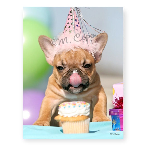 Happy Birthday French Bulldog Cards Set of 4 Cards
