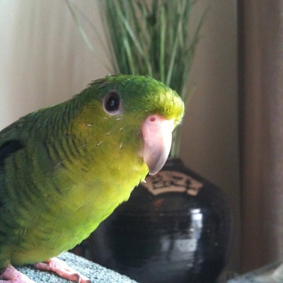 Dilbert The Bird