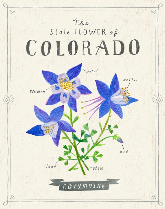 Colorado State Flower Print The Rocky Mountain Columbine