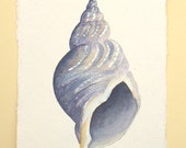 Original watercolour sea shell illustration painting ocean beach series