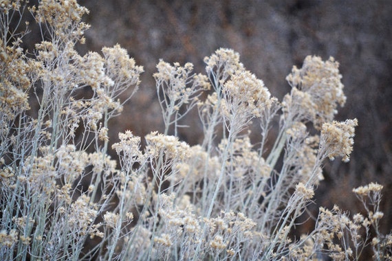 Desert Sage Plant Photography Print 12x18 by WildWildernessPhotos