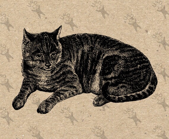 Vintage image Domestic Cat Pet Kitty Instant Download Digital