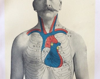 Antique Anatomy Bookplate Print 1900s Heart Chest Moustache 1908 Vintage Medical Diagram