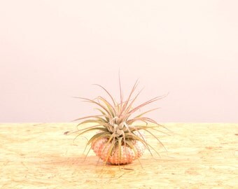 Pink Sea Urchin + Ionantha air plant