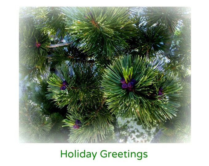 HOLIDAY GREETINGS Photo Stationary, Green Pine Boughs, Green Text, Classic Embossed Card Stock, Coordinating Envelope