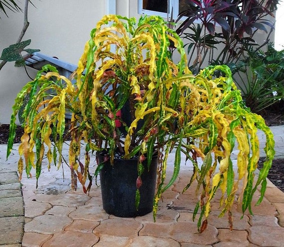 Multi Color Croton  Live Tropical House Plant  Variegated