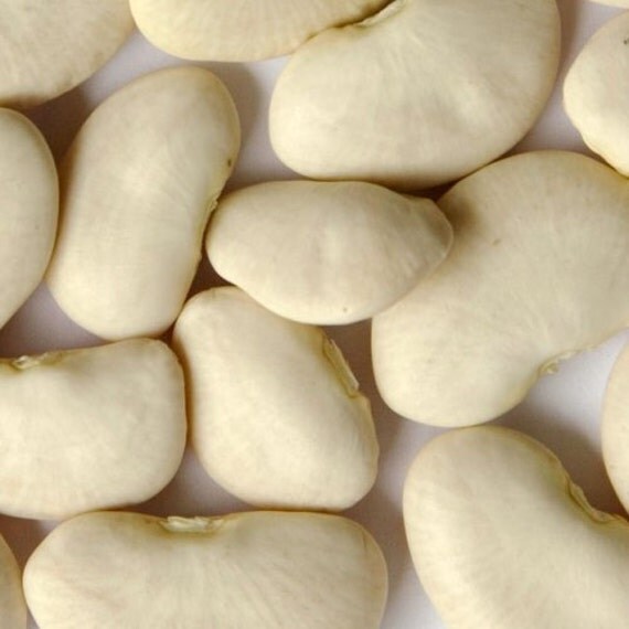 Organic Giant Lima Beans 25 Count Great Staple Easy To