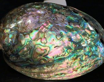 Beautiful Polished Paua Abalone Shell-Kaleidoscope of Iridescent Colors