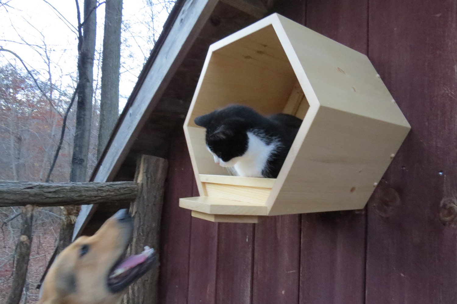 SALE The Cat Cubby hexagon cat shelf by EONeyeofnature