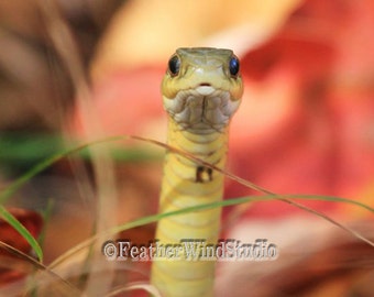 Eastern Garter Snake Photo | Reptile Face Photography | Boys Room Wall Art | Elaphe gloydi | Animal | Michigan Wildlife Photo | Snake Print