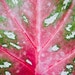 Leaf Photography, Leaf Print, Photo Print, Nature Photography, Nature Print, Macro Print, Macro Photography, Fine Art Photography, Art Print