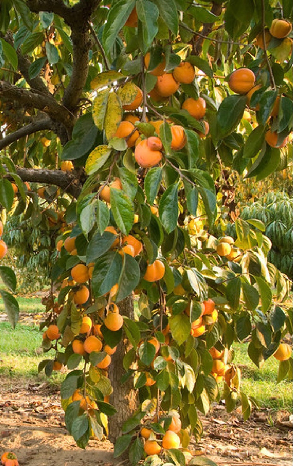 10 trees American Persimmon (Diospyros virginiana) 1 foot bare root ...