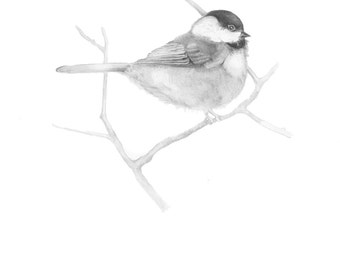 Chickadee drawing | Etsy