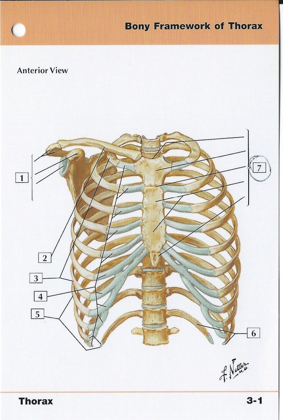 Bony Framework of Thorax Anatomy Flash Card by Frank H ...