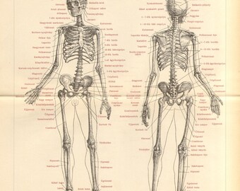 1893 Original Antique Engraving of the Human Skeleton, Anterior and Back View