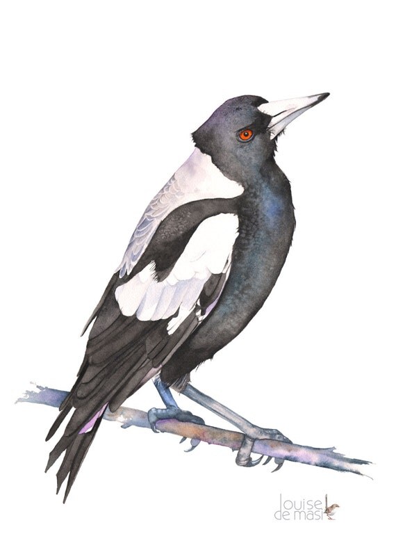 Magpie Watercolour Painting Print Australian Magpie Painting