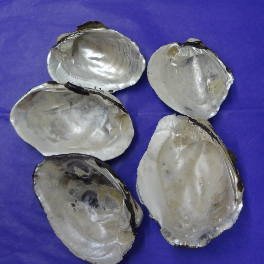 FIVE (5) Large Freshwater Mussel Shells from the Grand River (Michigan