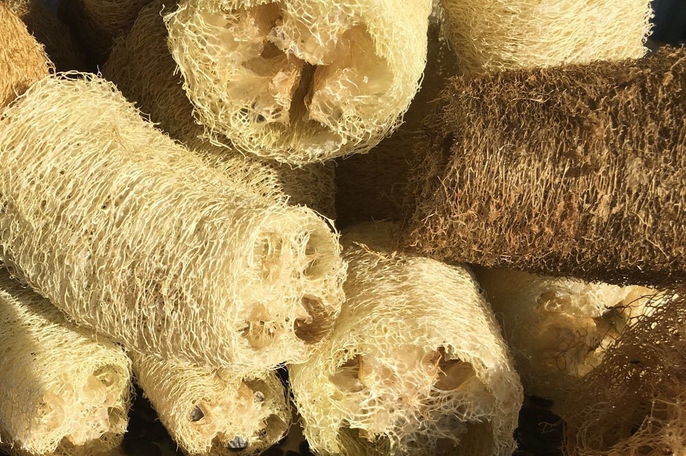 SEEDS Loofa, Luffa, Loofah, all natural scrubbing sponge plant seeds