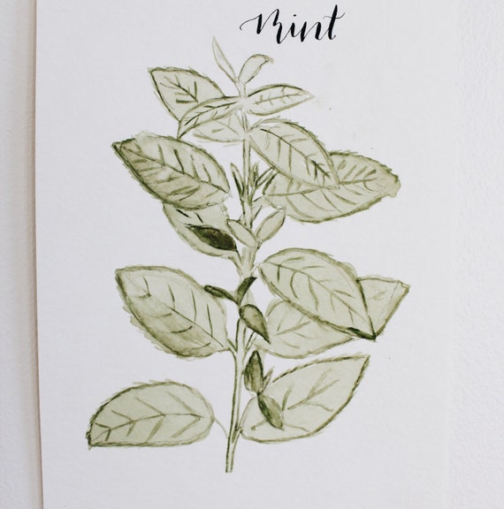 Mint Hand Painted Watercolor Herb