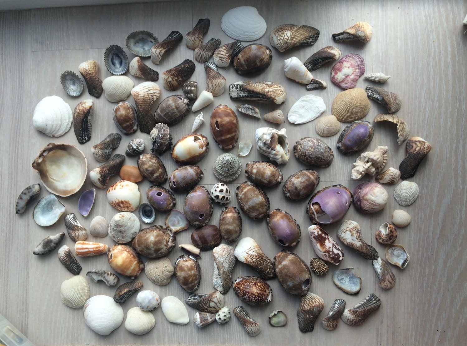 Bulk Hawaiian sea shells large sea shells seashell craft