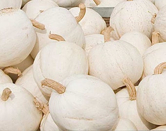 Pumpkin Casper - 10 Seeds - White Pumpkin - Cucurbita Pepo