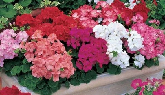 Geranium Seeds For Sale 100 Bulk Seeds Geranium Multibloom Mix