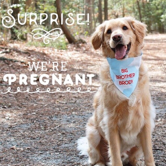 Pregnancy Announcement Custom Dog Bandana by CraftyDoods on Etsy