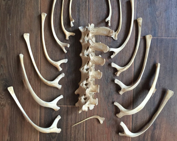 Real adult ostrich backbone with ribs.