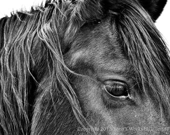 The Stallion 8x10 glossy print