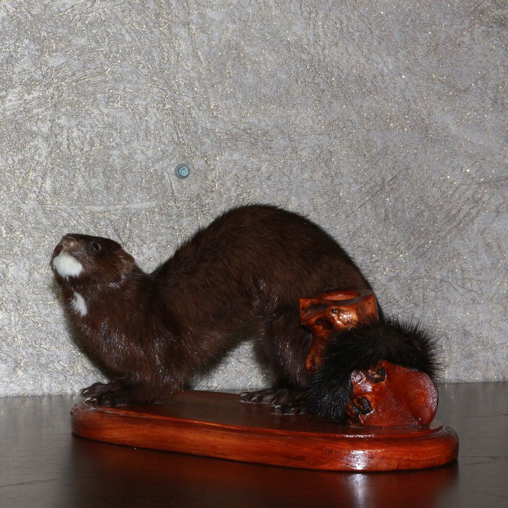 European Mink Taxidermy Mount Stuffed Animal by STORETAXIDERMY