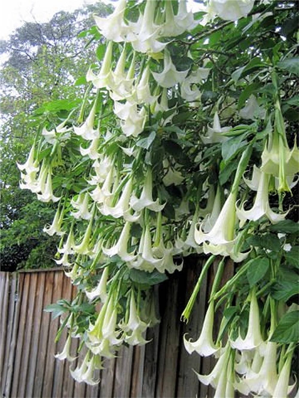 Brugmansia Suaveolens White 10 Seeds Brazil’s Angel