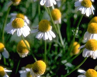 German Chamomile Daisy Flower Seeds/Matricaria Recutita/Annual 75+