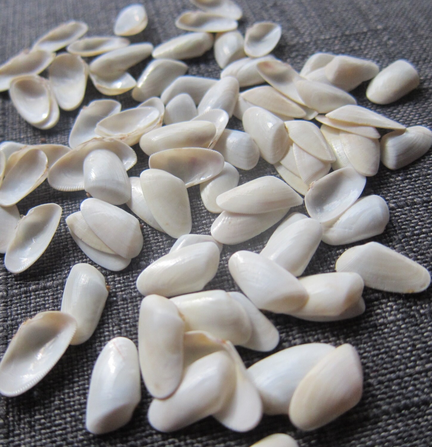 Seashells Florida Coquina Clam Beautiful OFFWHITE Shells