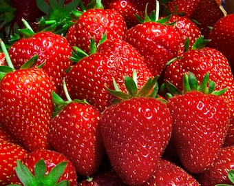 Strawberry Seeds,600+Sweet Strawberry, Organic Seeds, Fragaria, Fruit Seeds, Berry Seeds, Perennial Plants,Edible Fruit,Exotic Fruit Seeds