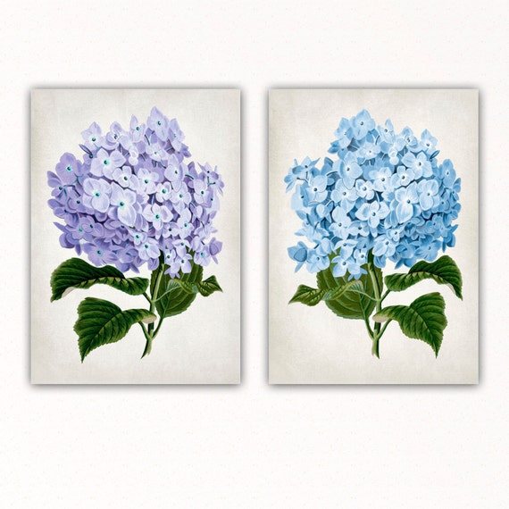 HYDRANGEA print hydrangea poster hydrangea decor by CoolPage