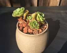 Unique bonsai  pot  related items Etsy