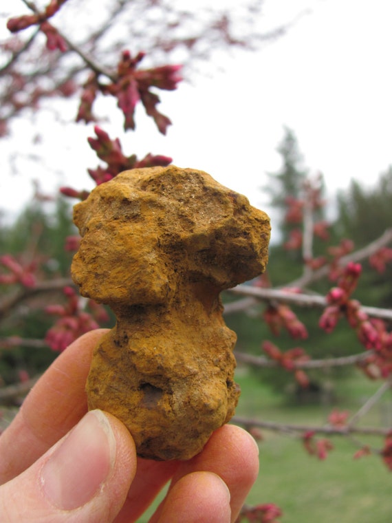 petrified dinosaur feces