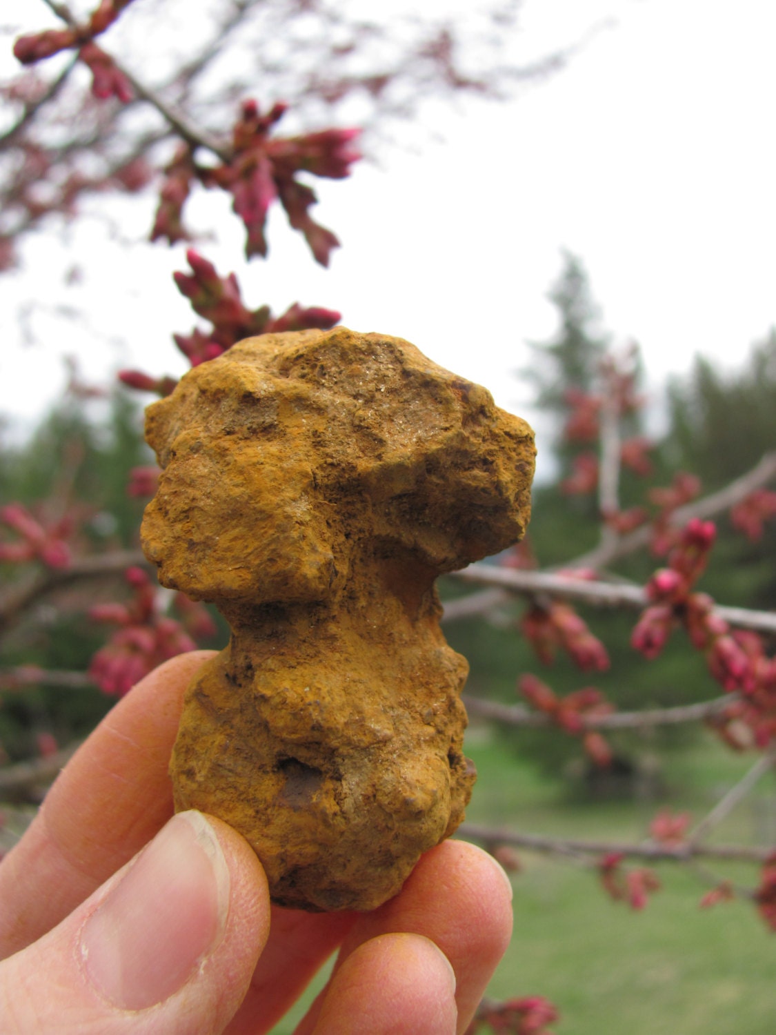 petrified animal dung