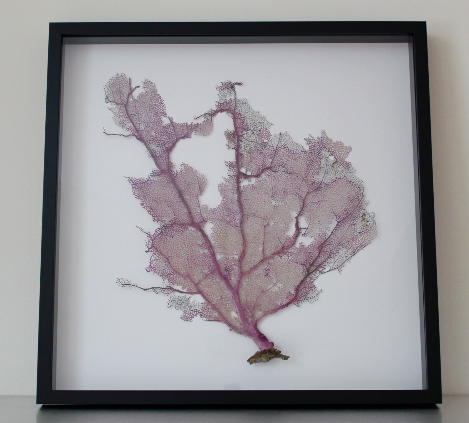Preserved Sea Fan Coral Home Decor Art