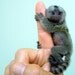 minimonkey