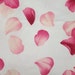 Pretty Pink Rose Petals on White Cotton Jersey Knit Fabric,seconds last 2 yards pre cut see pictures