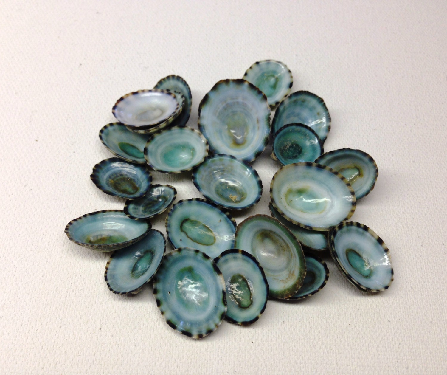 Bulk Limpet Shells 25 Craft Ready Limpet Shells Teal Green