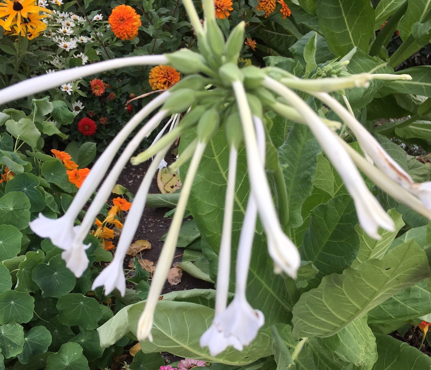 Nicotiana sylvestris // Ornamental Flowering Tobacco Seeds