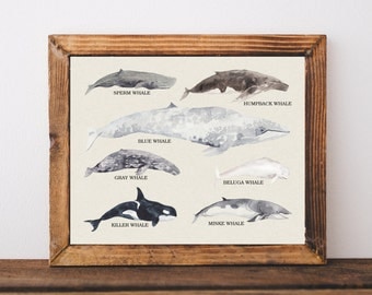 Whale chart art print, nautical home decor, whale species art print, nautical living room art, nautical nursery decor, educational, A-1145