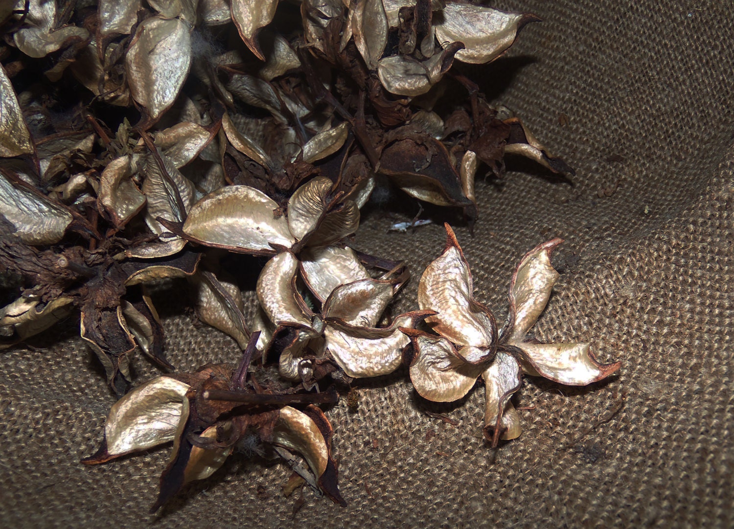 120 whole Cotton Burr