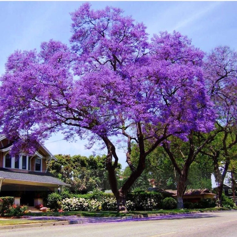 Royal Empress Tree Seeds Paulownia tomentosa 25 Seeds