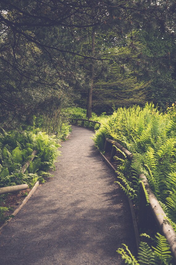 nature photography forest path dreamy woodland forest