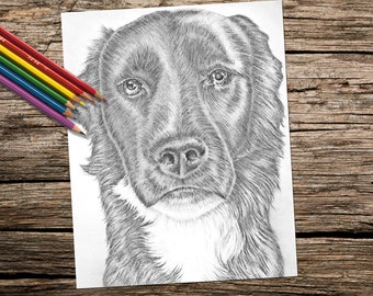 Yorkie dog coloring book page adult coloring book coloring